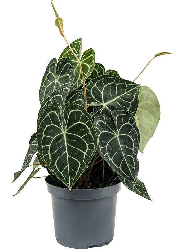 Anthurium Clarinervium - Anthurium Clarinervium - Plantsworld.ae