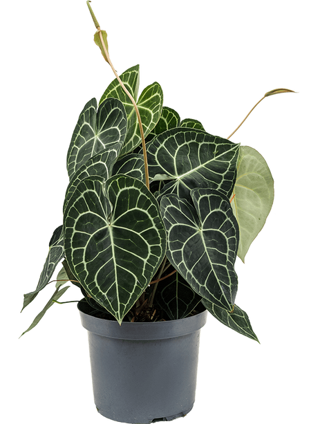 Anthurium Clarinervium - Anthurium Clarinervium - Plantsworld.ae