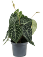 Anthurium Clarinervium - Anthurium Clarinervium - Plantsworld.ae