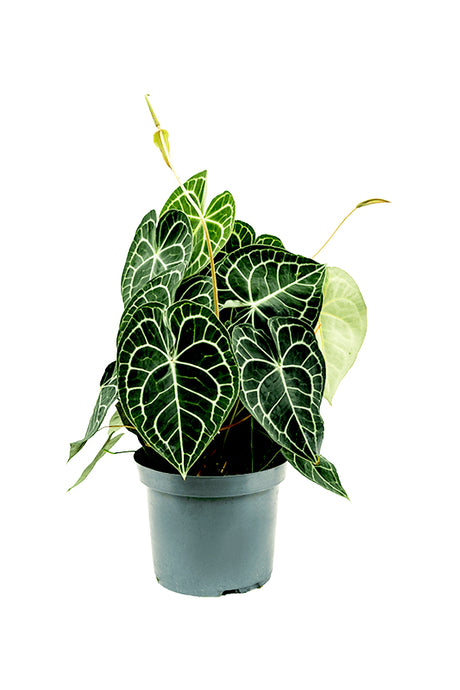 Anthurium Crystallinum - Flamingo Flower