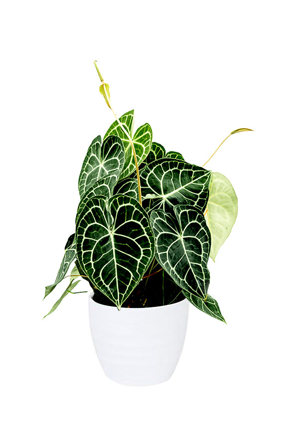 Anthurium Crystallinum - Flamingo Flower