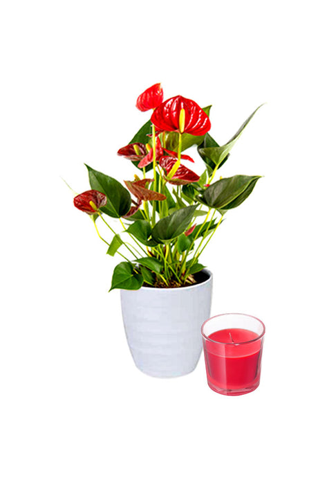 Christmas Plant Combo – Anthurium Flower Plant with Candle, perfect holiday gift featuring vibrant red flowers and festive décor.