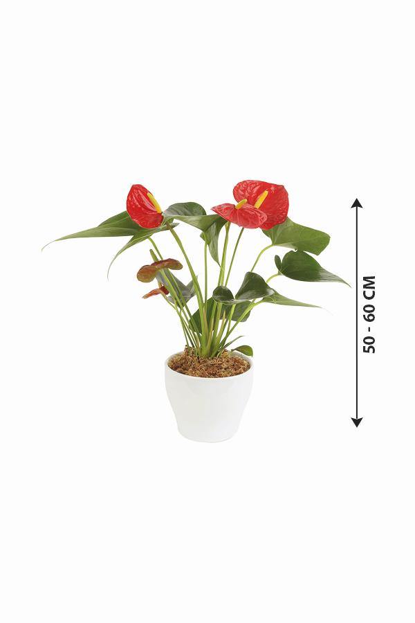 Anthurium -Indoor Flower Plant - Anthurium -Indoor Flower Plant - Plantsworld.ae