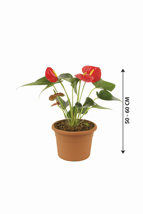 Anthurium - Flamingo Flower