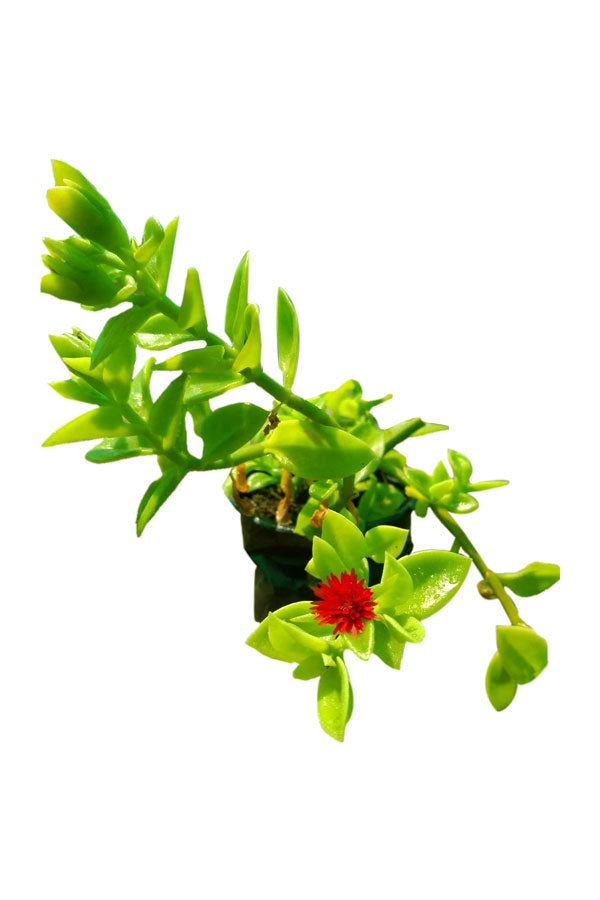 Aptenia Baby Sun Rose succulent plant with vibrant pink flowers – Buy online at Plantsworld.ae