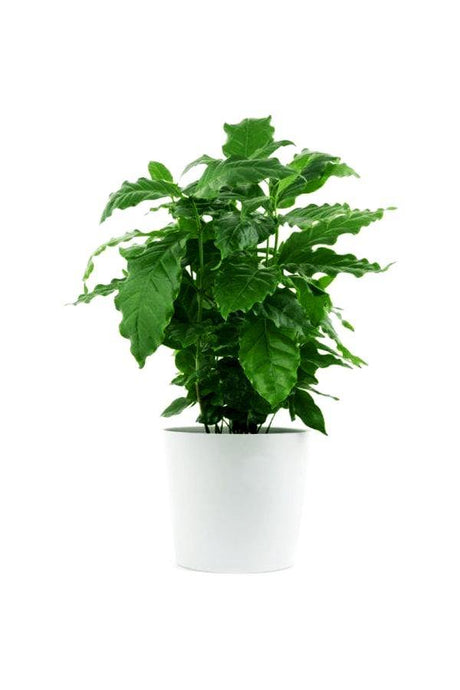 Arabian Coffee Plant - Coffee Shrub Of Arabia - Arabian Coffee Plant - Coffee Shrub Of Arabia - Plantsworld.ae