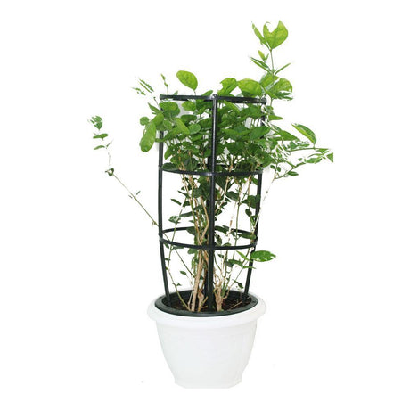 Arabian Jasmine-Jasminum Sambac - Arabian Jasmine-Jasminum Sambac - Plantsworld.ae