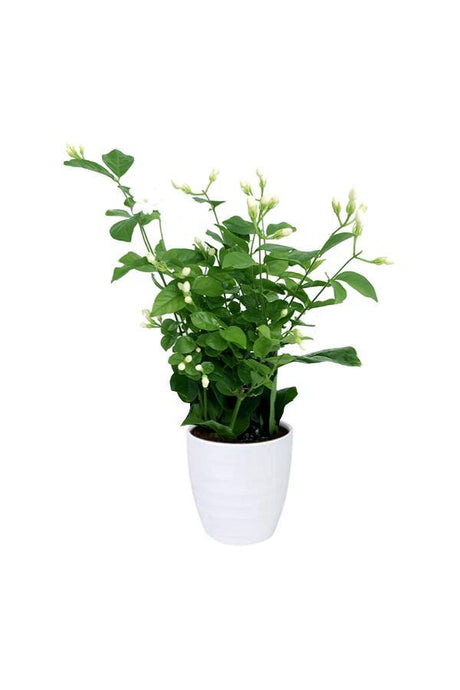 Arabian Jasmine - Jasminum Sambac, a fragrant and beautiful flowering plant.