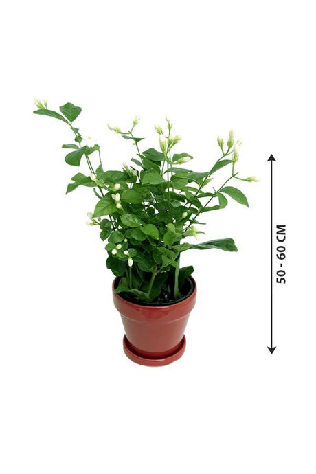 Arabian Jasmine-Jasminum Sambac - Arabian Jasmine-Jasminum Sambac - Plantsworld.ae