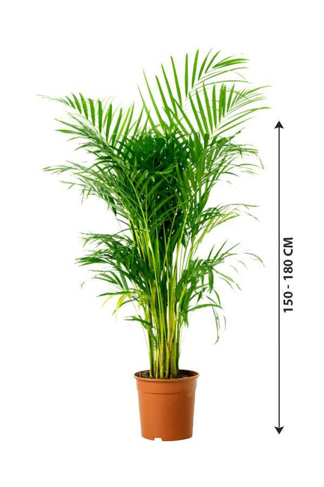 Areca Palm Indoor - Plantsworld.ae - {{ varient.name }}