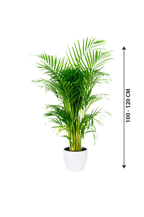 Areca Palm - Indoor Palm Plant