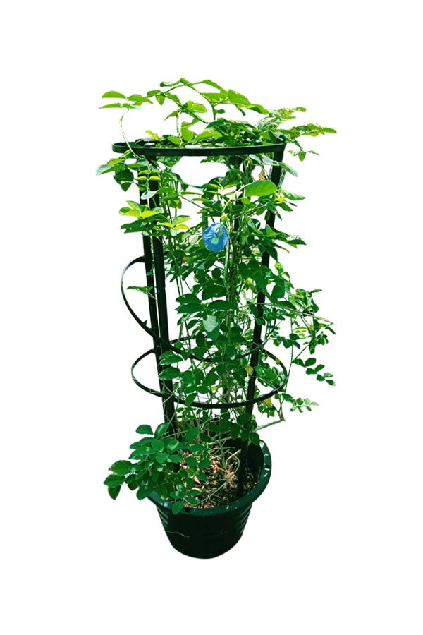 Asian Pigeon Wings Clitoria Ternatea flowering plant with vibrant blue flowers – Buy online at Plantsworld.ae