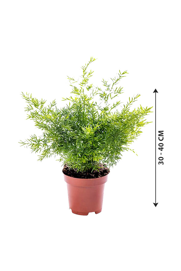 Asparagus Fern - Climbing  Fern