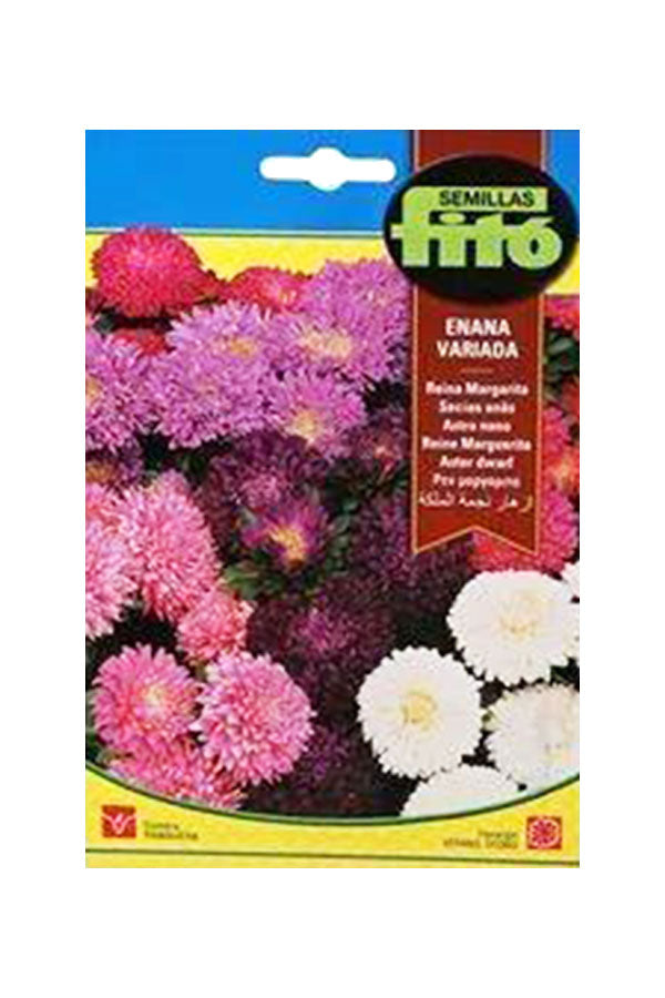 Fito Aster Dwarf Queen Mixed seeds for vibrant and colorful asters, perfect for UAE gardens and flower beds, available at Plantsworld.ae