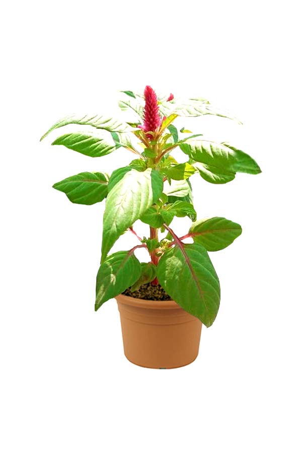 Blossamina Impatiens Balsamina outdoor annual flowering plant with vibrant colorful blooms – Buy online at Plantsworld.ae