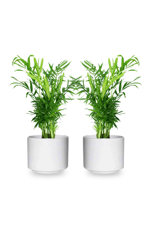 Buy One Get One- Chamaedorea Elegans Indoor Plant