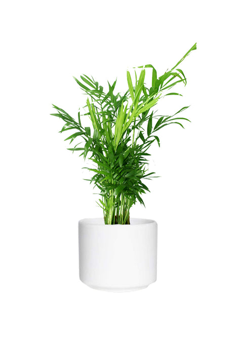 Bamboo Palm (Chamaedorea Elegans) in a decorative pot with lush green leaves. Ideal indoor plant known for air purification and adding a tropical touch to interiors