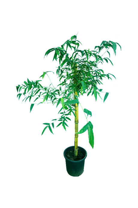 Bamboo Tree Bambusa Vulgaris – Indoor and Outdoor Bamboo Plant – Buy Online at Plantsworld.ae
