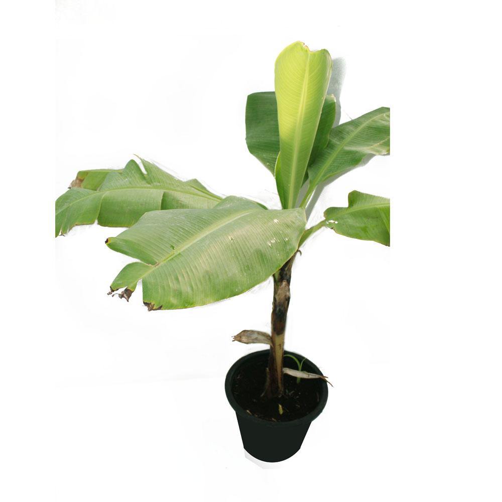 Banana- Musa Acuminata - Banana- Musa Acuminata - Plantsworld.ae