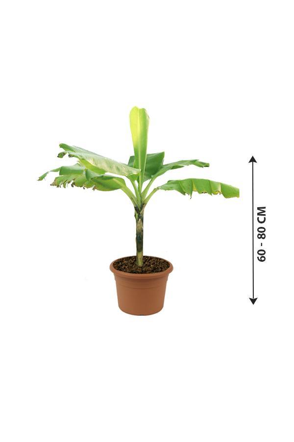 Banana- Musa Acuminata - Banana- Musa Acuminata - Plantsworld.ae