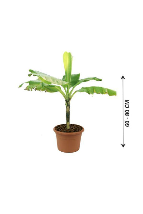 Banana- Musa Acuminata - Banana- Musa Acuminata - Plantsworld.ae