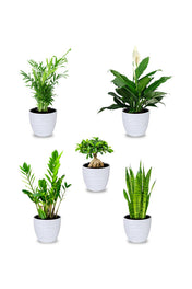 Basic Combo Plants – Affordable, Low-Maintenance Plant Set for Home and Office Décor