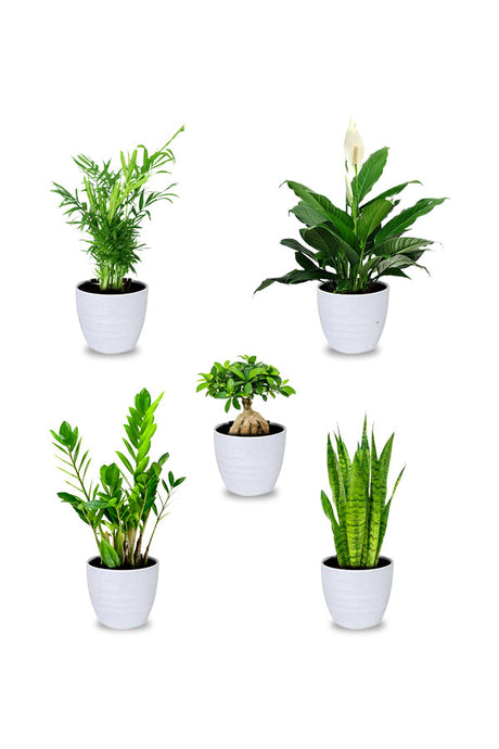 Basic Combo Plants – Affordable, Low-Maintenance Plant Set for Home and Office Décor