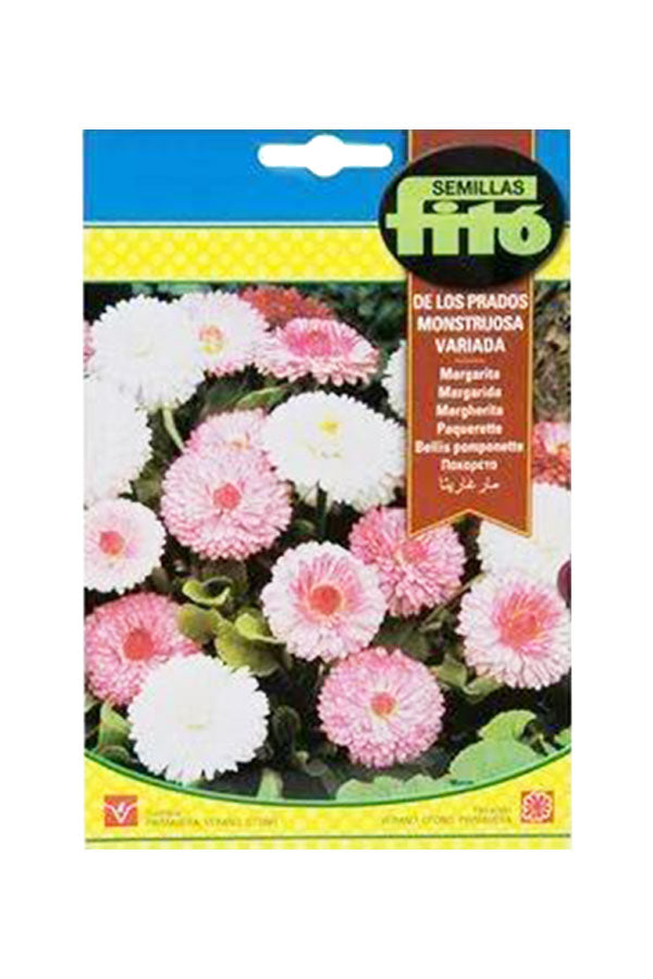 Fito - Bellis Pomponette Mix Flower Seeds for vibrant daisy blooms. High-quality flower seeds available at Plantsworld.ae