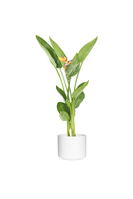 Bird of Paradise Strelitzia Reginae indoor flowering plant with vibrant orange flowers in a white ceramic pot – Buy online at Plantsworld.ae