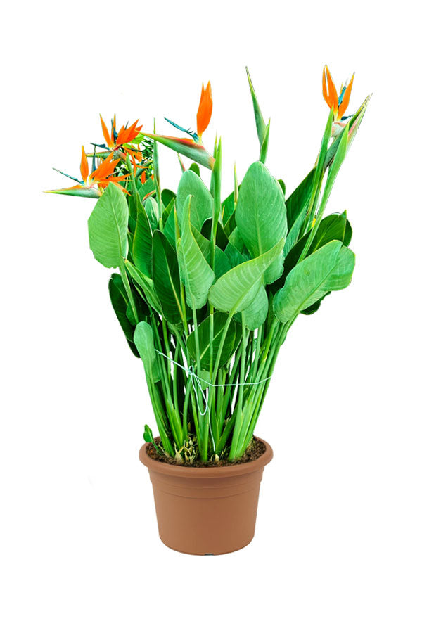 Bird Of Paradise - Strelitzia Reginae