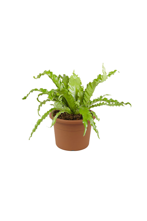 Birds Nest Fern - Asplenium Antiquum