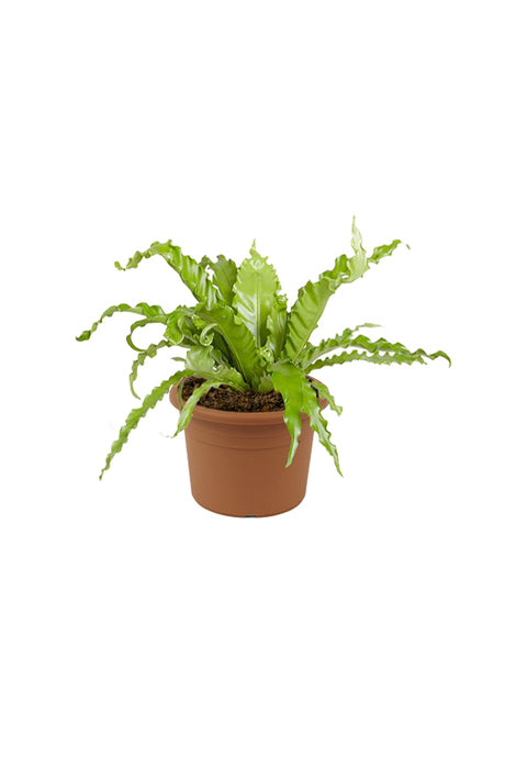 Birds Nest Fern - Asplenium Antiquum- Evergreen Fern Plant