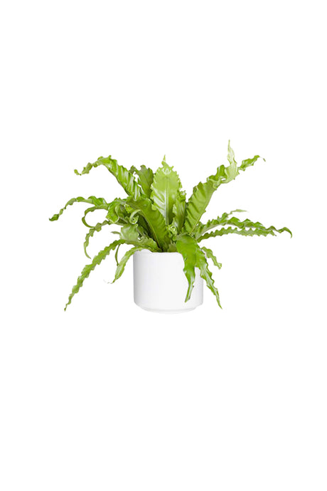 Birds Nest Fern – Asplenium Antiquum Evergreen Indoor Plant UAE