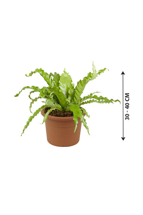 Birds Nest Fern - Asplenium Antiquum- Evergreen Fern Plant