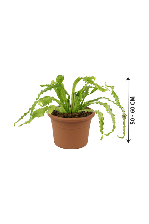 Birds Nest Fern - Asplenium Antiquum