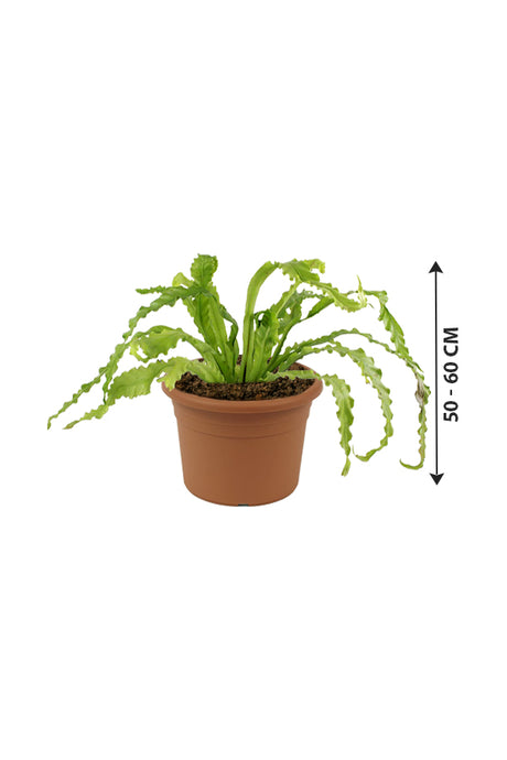 Birds Nest Fern - Asplenium Antiquum
