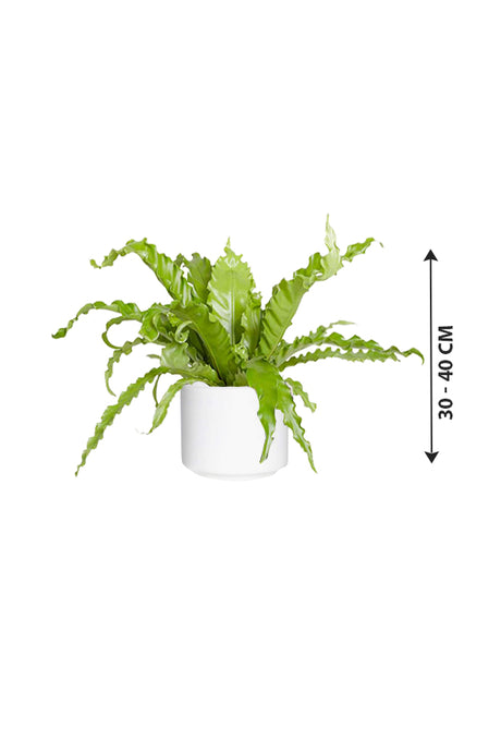 Birds Nest Fern - Asplenium Antiquum