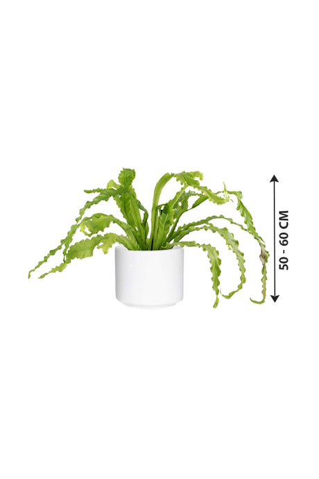 Birds Nest Fern - Asplenium Antiquum