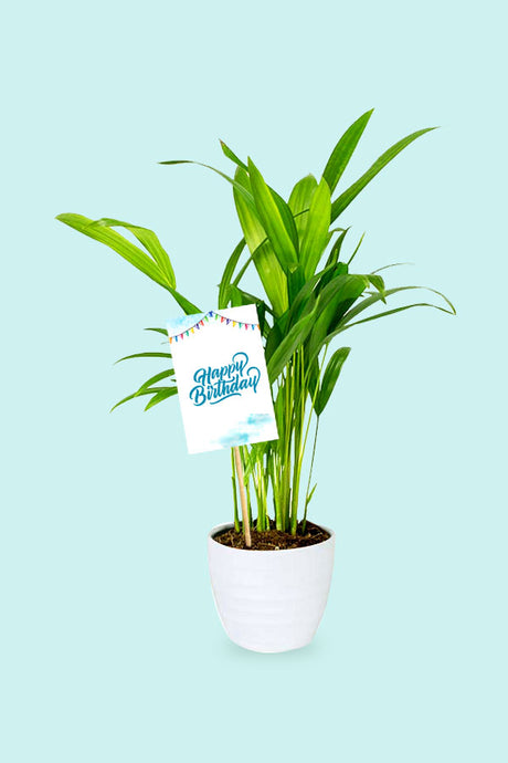 Areca Palm Small with Birthday Card