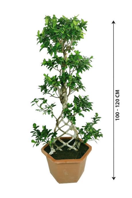 Bonsai Indoor Plant - Grill Shape