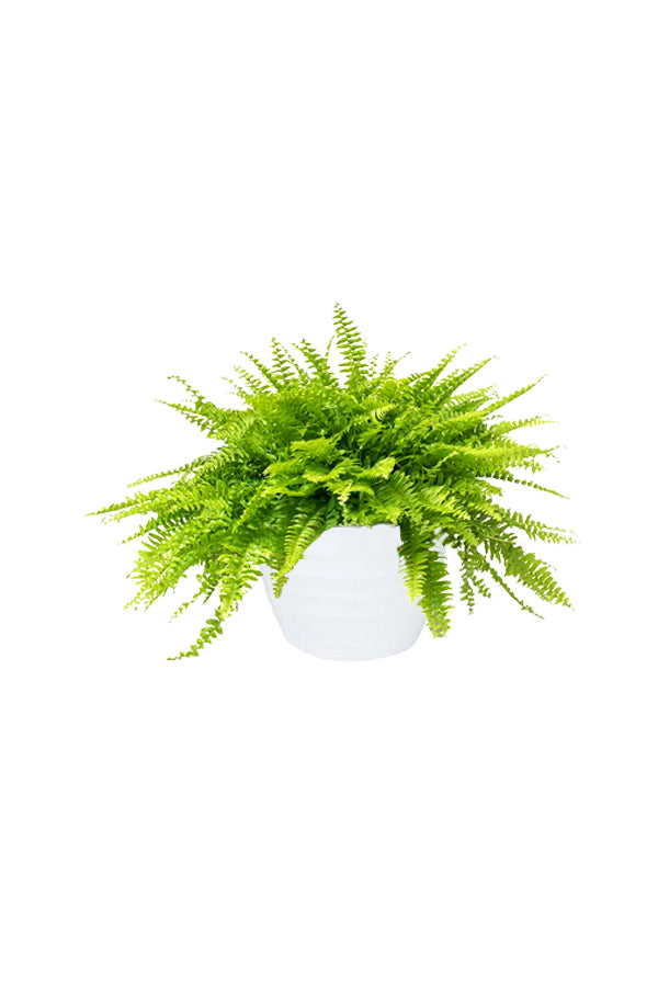Kitchen Plants Collection – Indoor Plants Perfect for Kitchens with Low Light and High Humidity