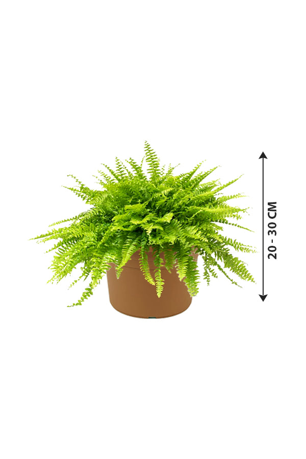 Boston Fern - Nephrolepis Exaltata