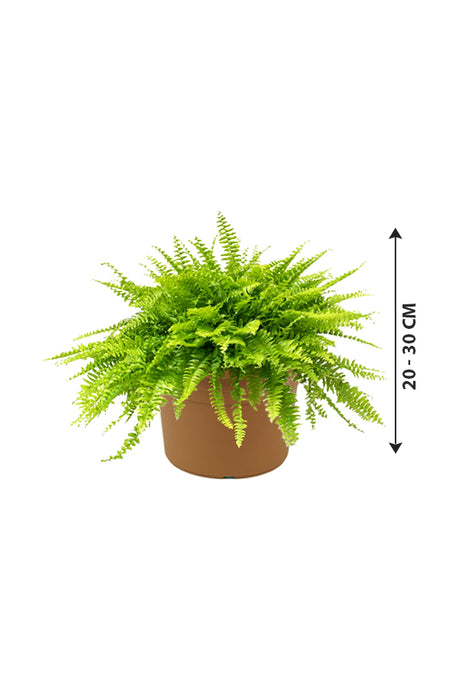 Boston Fern - Nephrolepis Exaltata