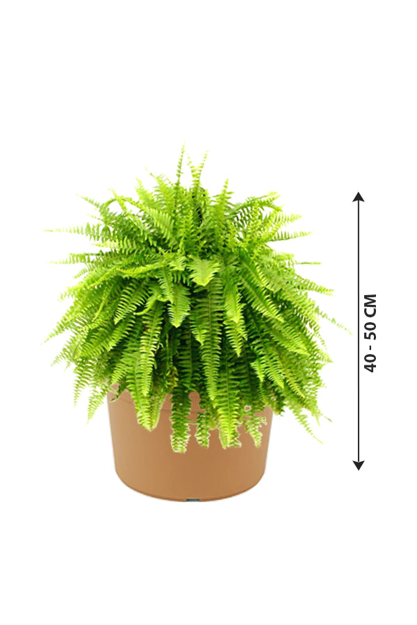Boston Fern - Nephrolepis Exaltata