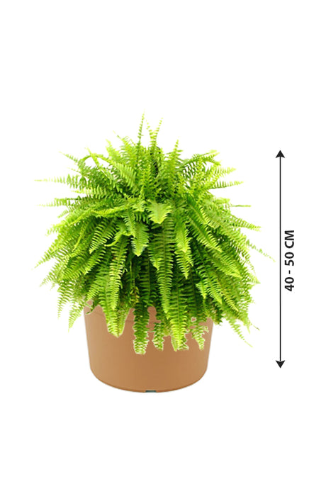 Boston Fern - Nephrolepis Exaltata