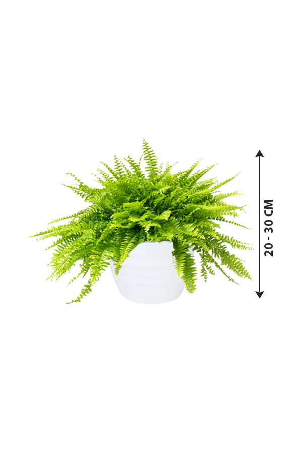 Boston Fern - Nephrolepis Exaltata