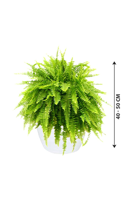 Boston Fern - Nephrolepis Exaltata