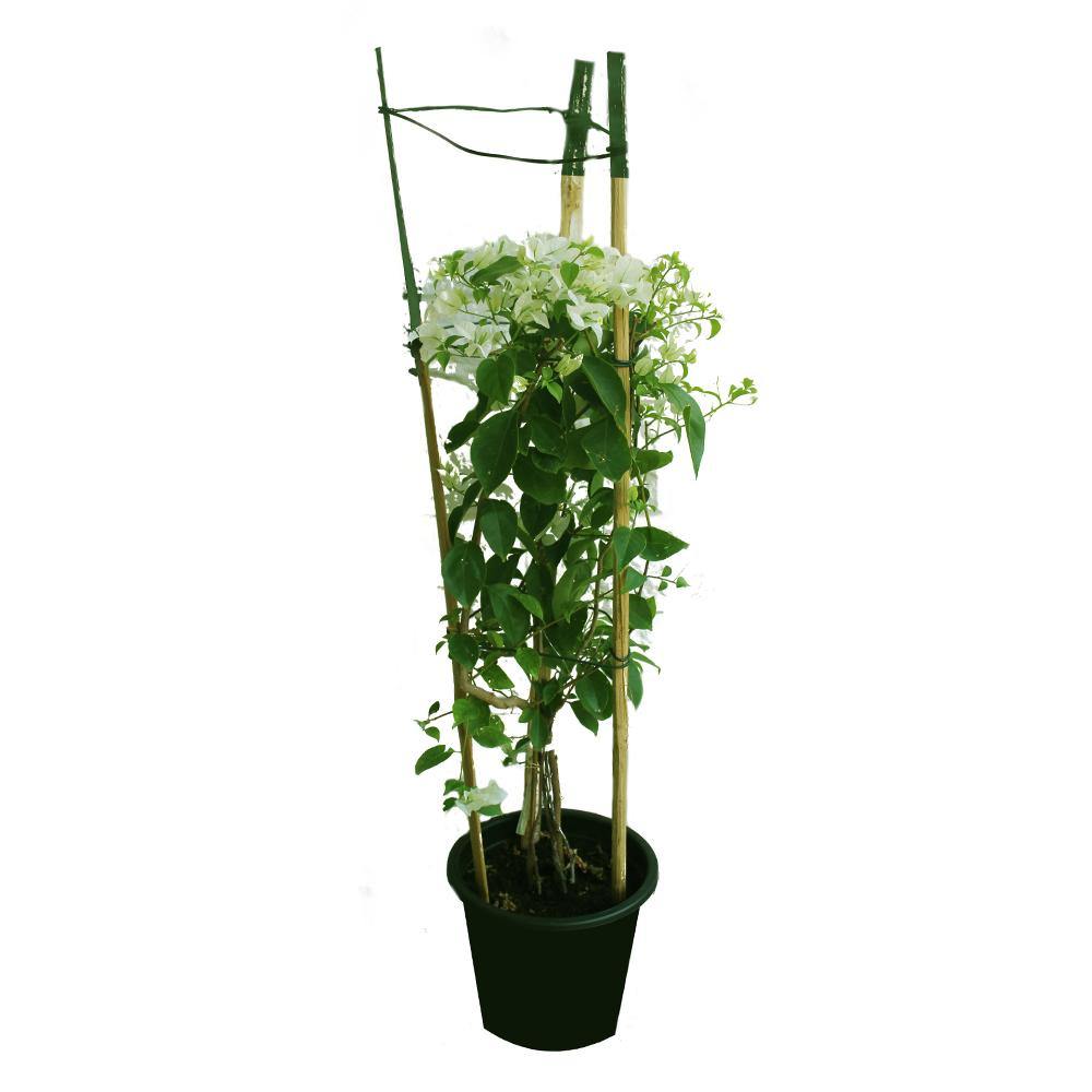 Bougainvillea-Paper Flower Plant - Plantsworld.ae - {{ varient.name }}