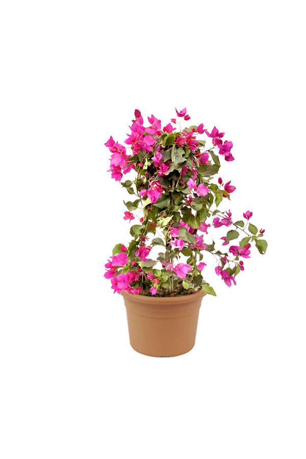 Bougainvillea - Paper Flower Plant with vibrant colors in full bloom.