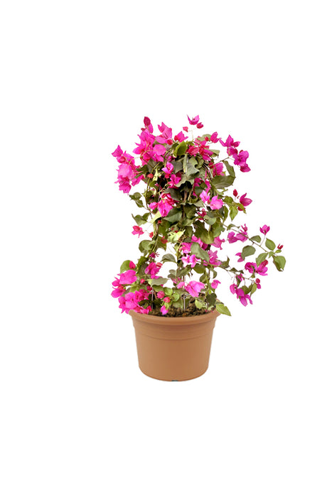 Bougainvillea - Paper Flower Plant with vibrant colors in full bloom.